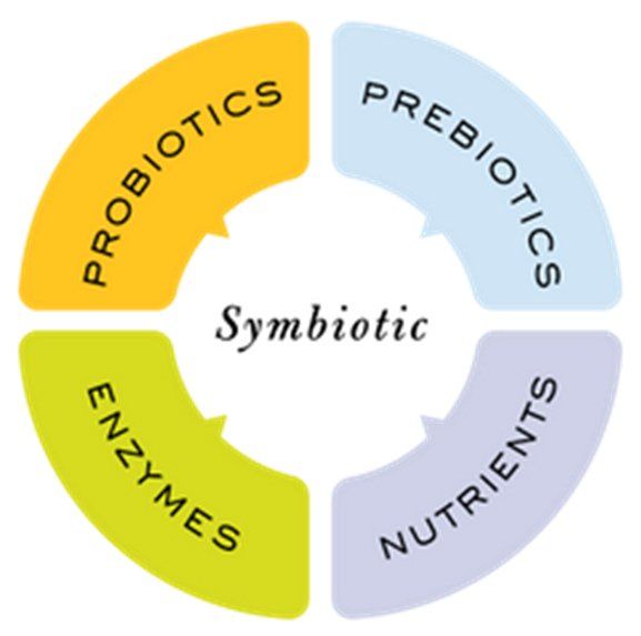 Diagram illustrating a symbiotic relationship. Four colored sections show probiotics, prebiotics, nutrients, and enzymes, forming a circle with 