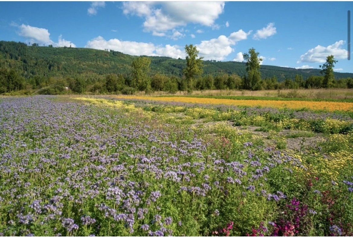 Field of purple and yellow flowers with a backdrop of trees and a mountain under a bright blue sky.