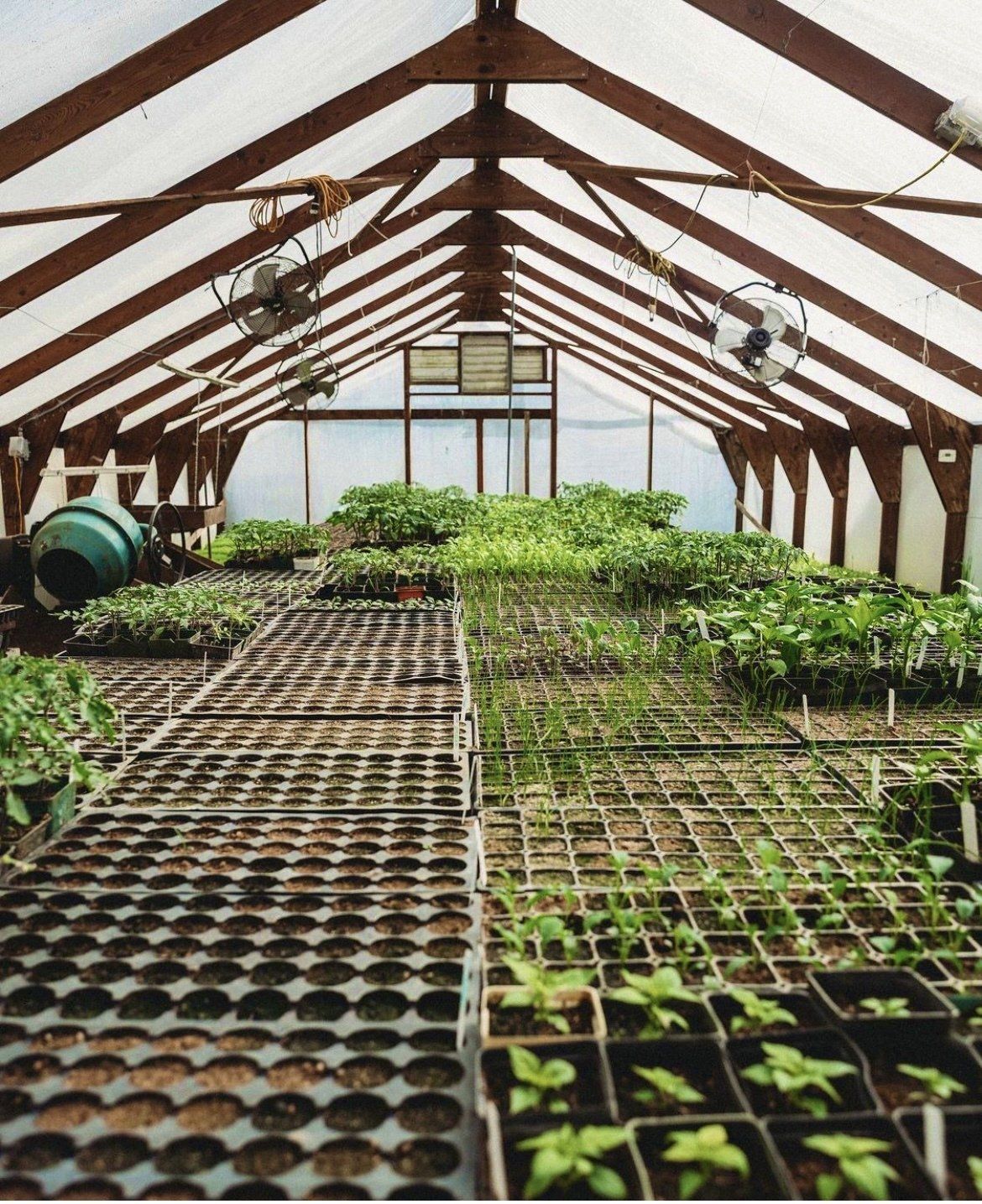 Inside a greenhouse filled with trays of young plants, under a wooden frame roof. Two fans are mounted.
