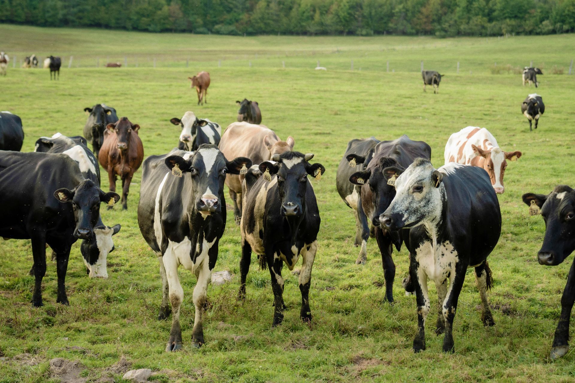 Cows grazing in a green pasture. Several black and white cows stand close together, with others scattered in the distance.