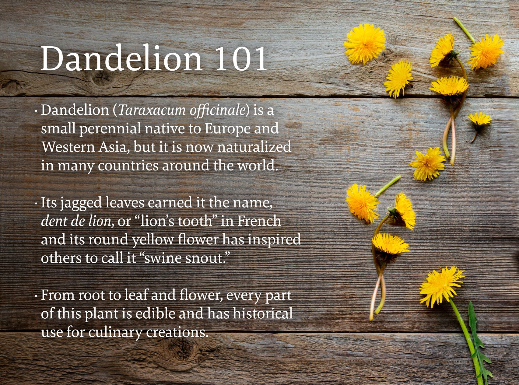 Dandelion 101 infographic with yellow flowers and text on a wooden background. Text explains the plant's origins and uses.