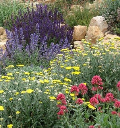 Purple and yellow wildflowers bloom in a rock garden, with touches of red flowers.