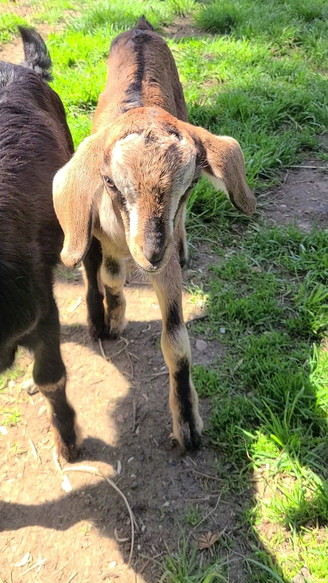 A brown goat kid standing outdoors, facing the camera. It has floppy ears and dark legs. Another goat is partially visible to the left.