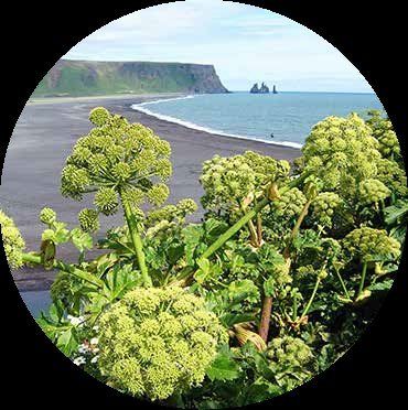 Green plants with large flower heads in front of a black sand beach and ocean. A dark cliff is in the background under a blue sky.