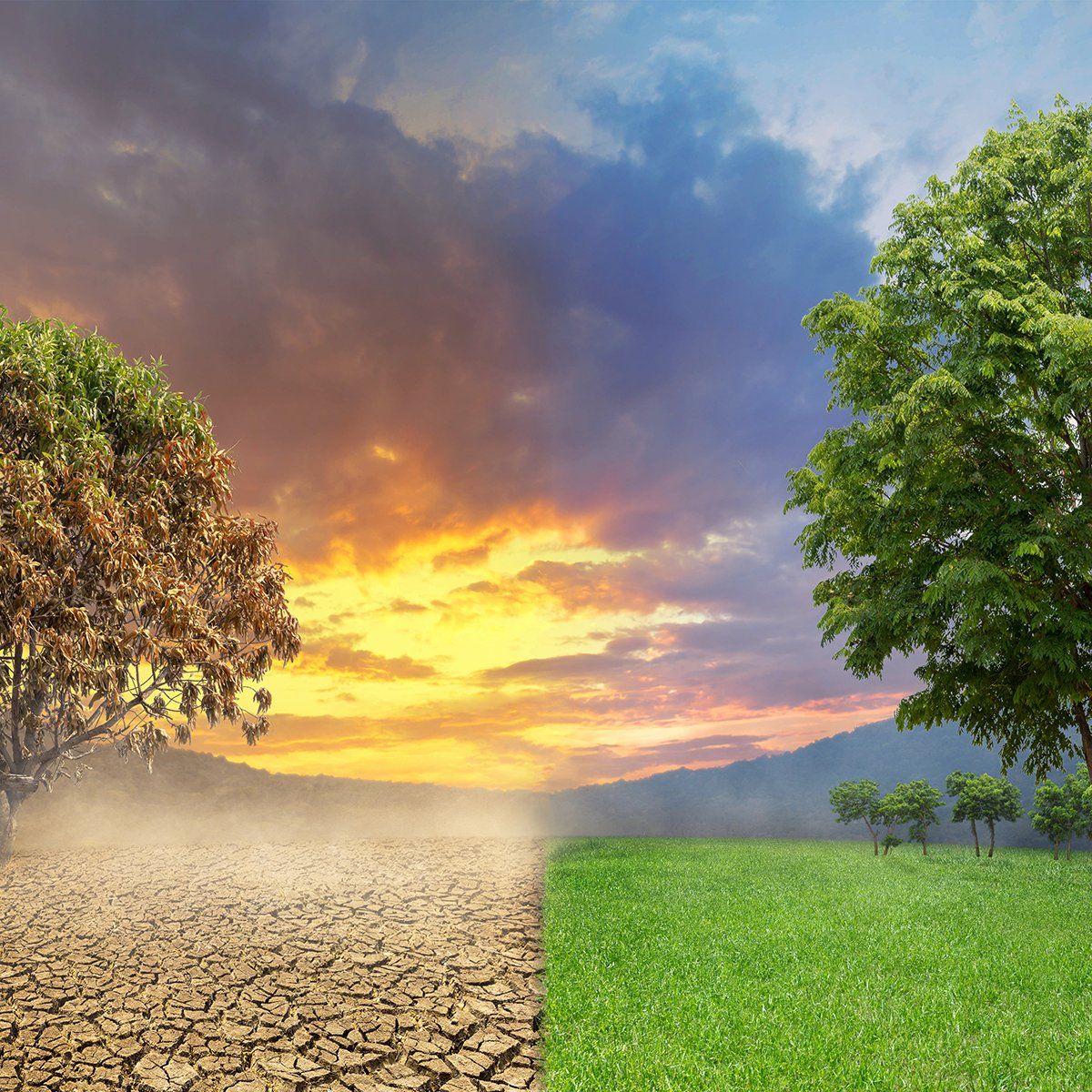 Half-dry, cracked earth and a dead tree contrasted with a lush green field and vibrant tree, under a divided, stormy sky.
