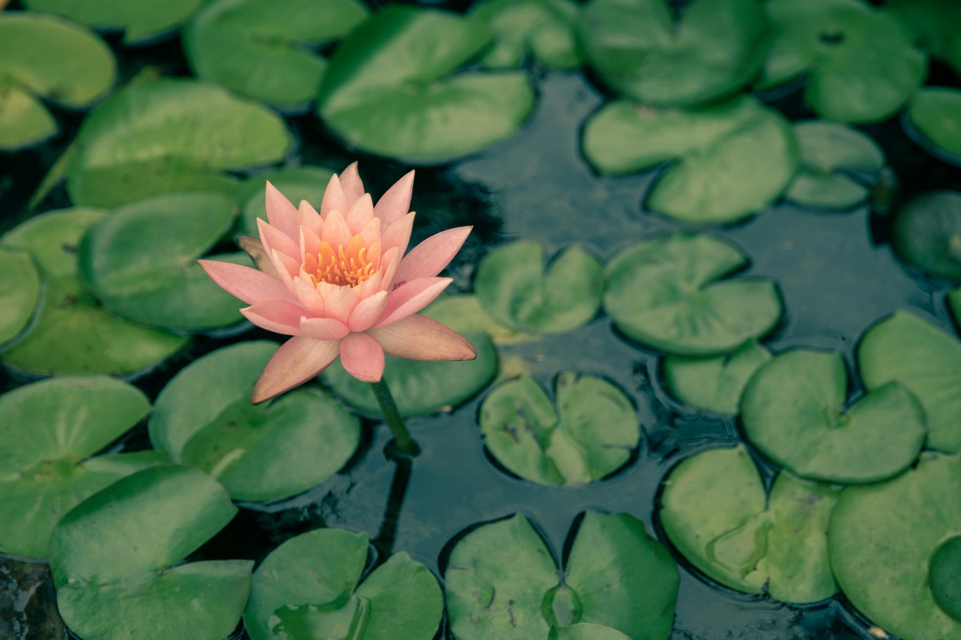 Pink water lily blooming in a pond, surrounded by green lily pads.