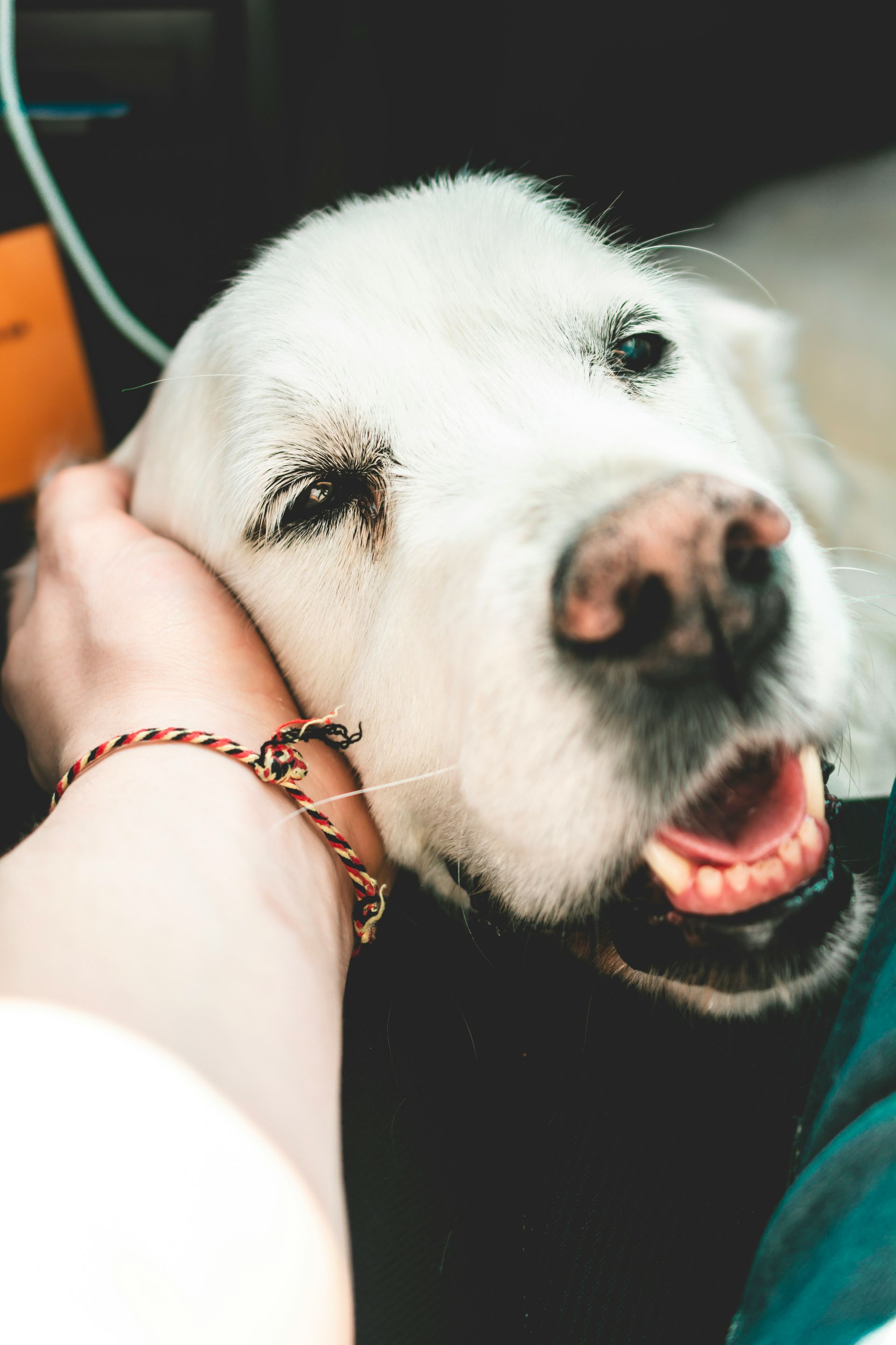 A hand gently strokes a happy, white dog's head. The dog has its mouth open and is smiling.