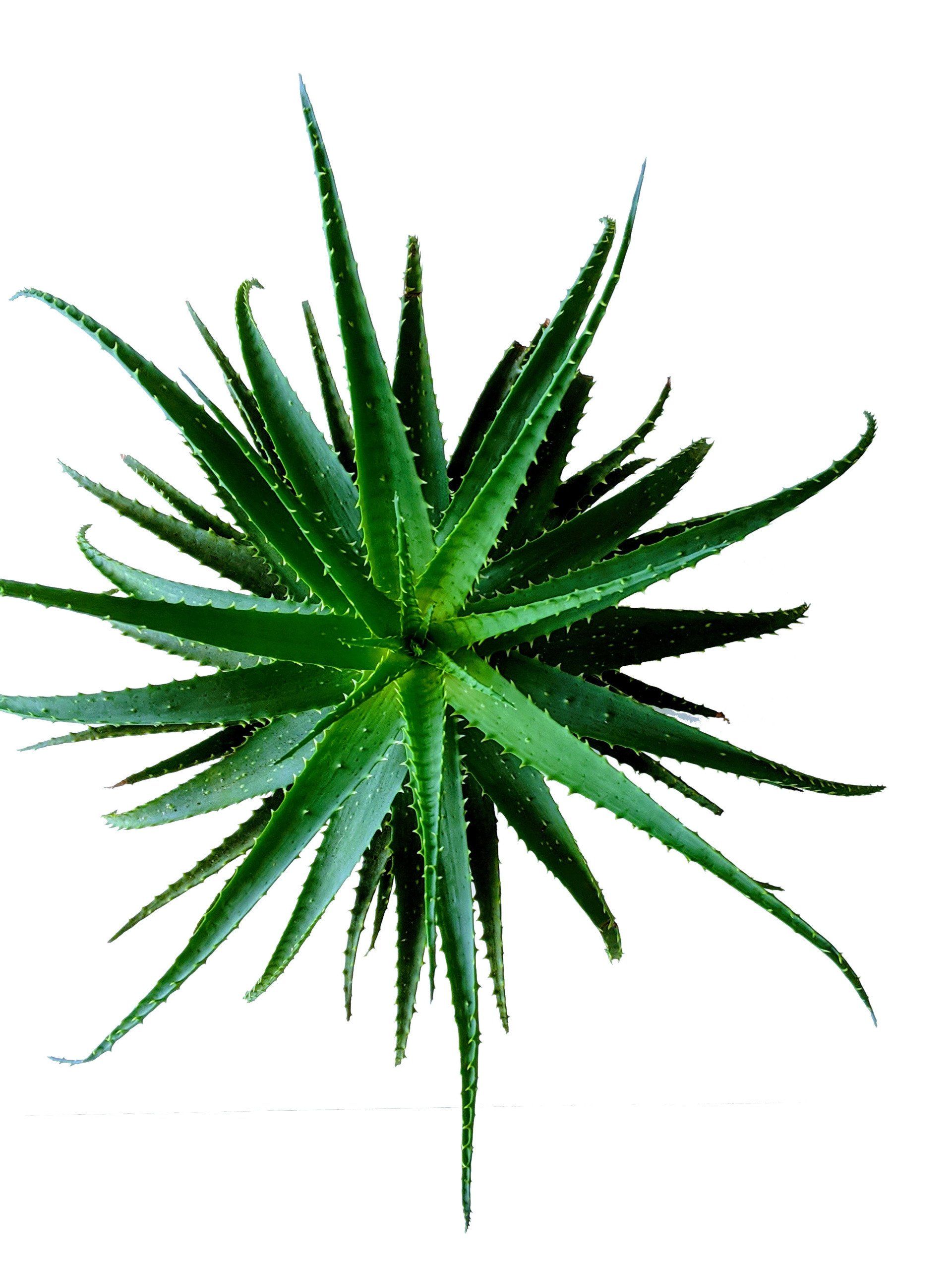Aloe vera plant with spiky green leaves, viewed from above against a white background.