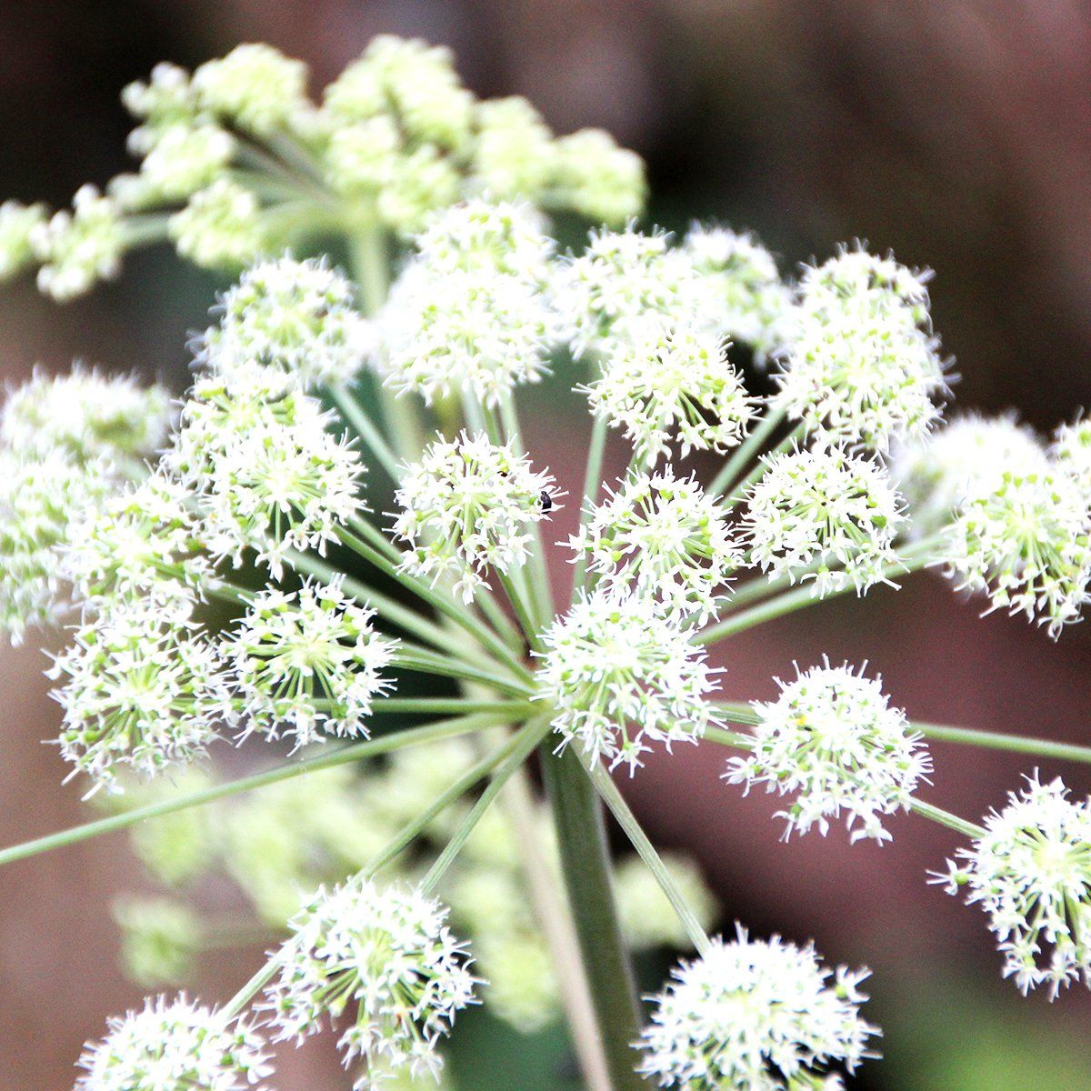 Close-up of a cluster of small, white flowers arranged in a circular pattern atop a green stem.