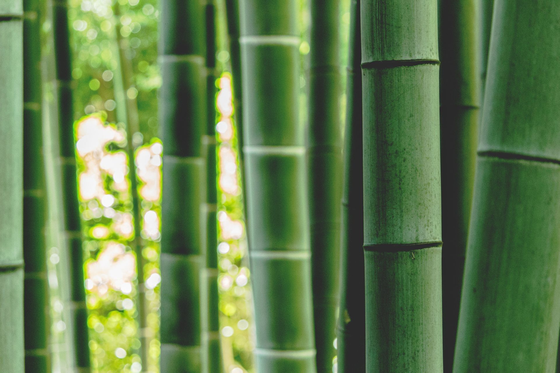 Close-up of green bamboo stalks in a grove, with a blurred background of foliage.