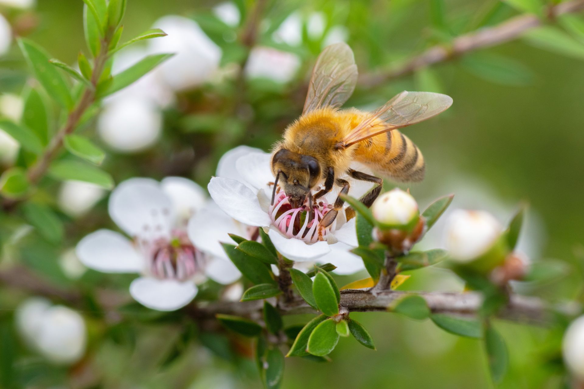 Bee pollinating a white flower with red markings, on a green-leafed branch. The bee has a golden body and transparent wings.