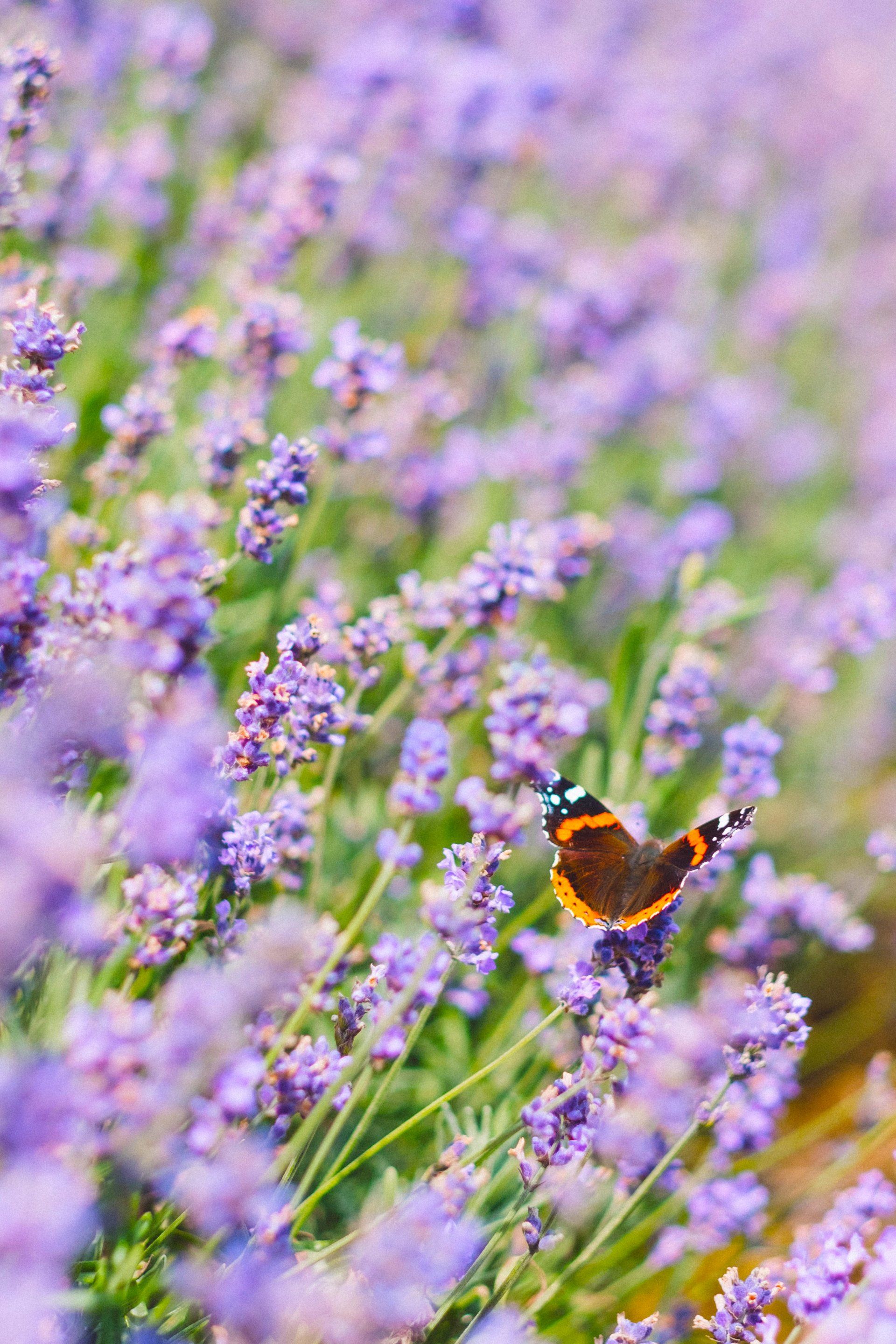 Butterfly with orange and black wings rests on lavender flowers in a field of purple.