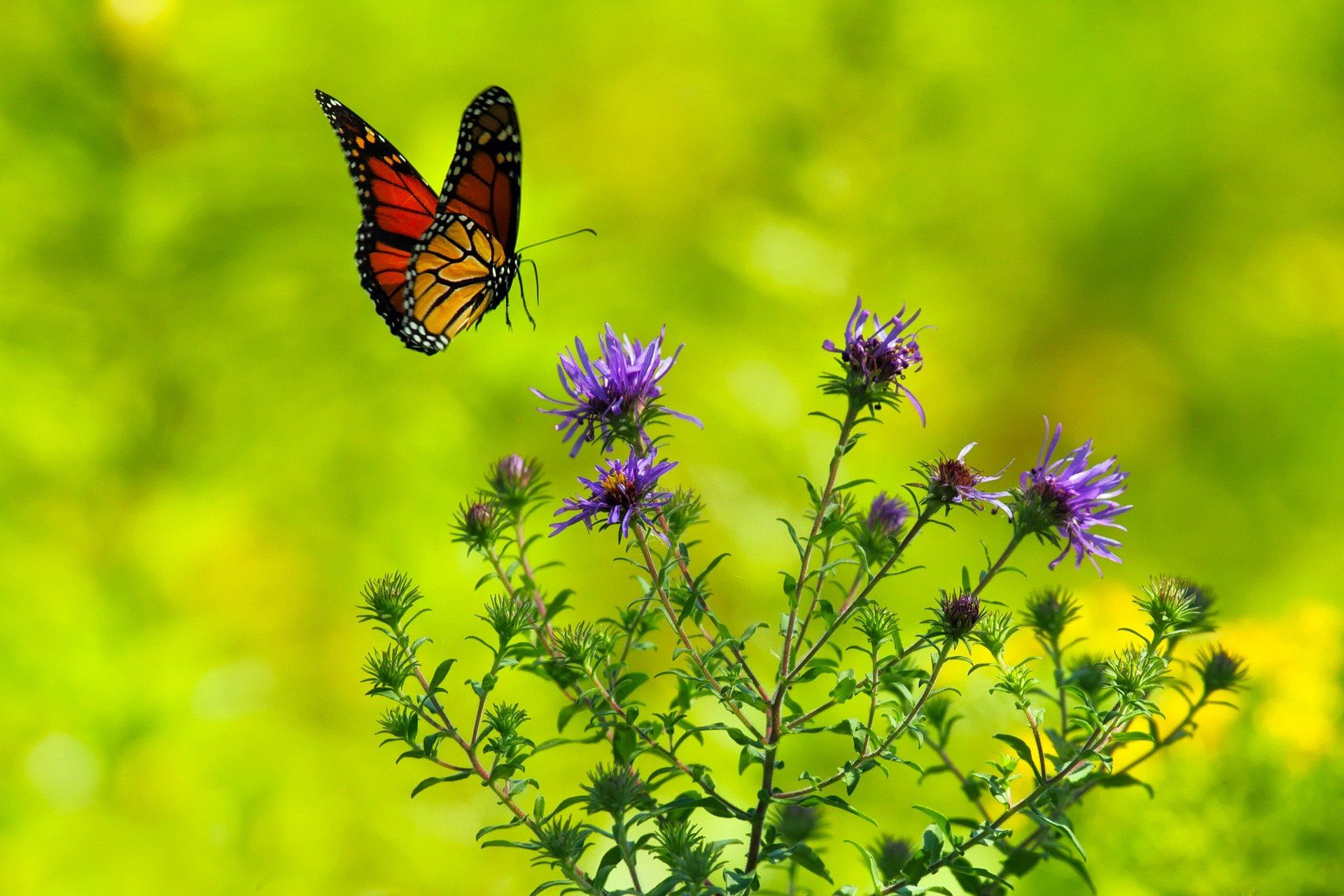 Monarch butterfly in flight near purple wildflowers against a bright green background.