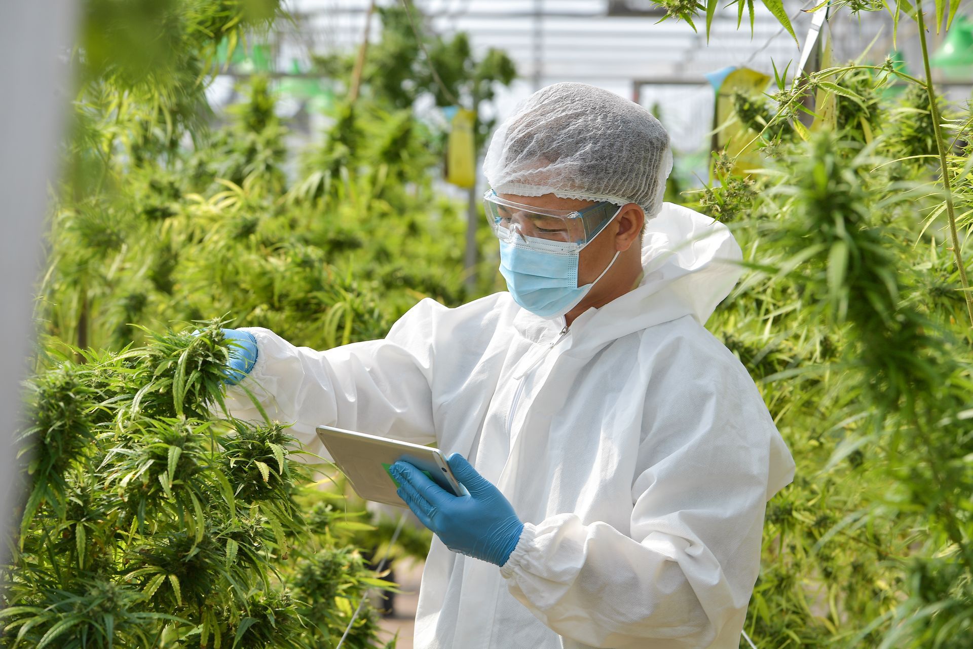 A person in protective gear examines cannabis plants with a tablet in a greenhouse.