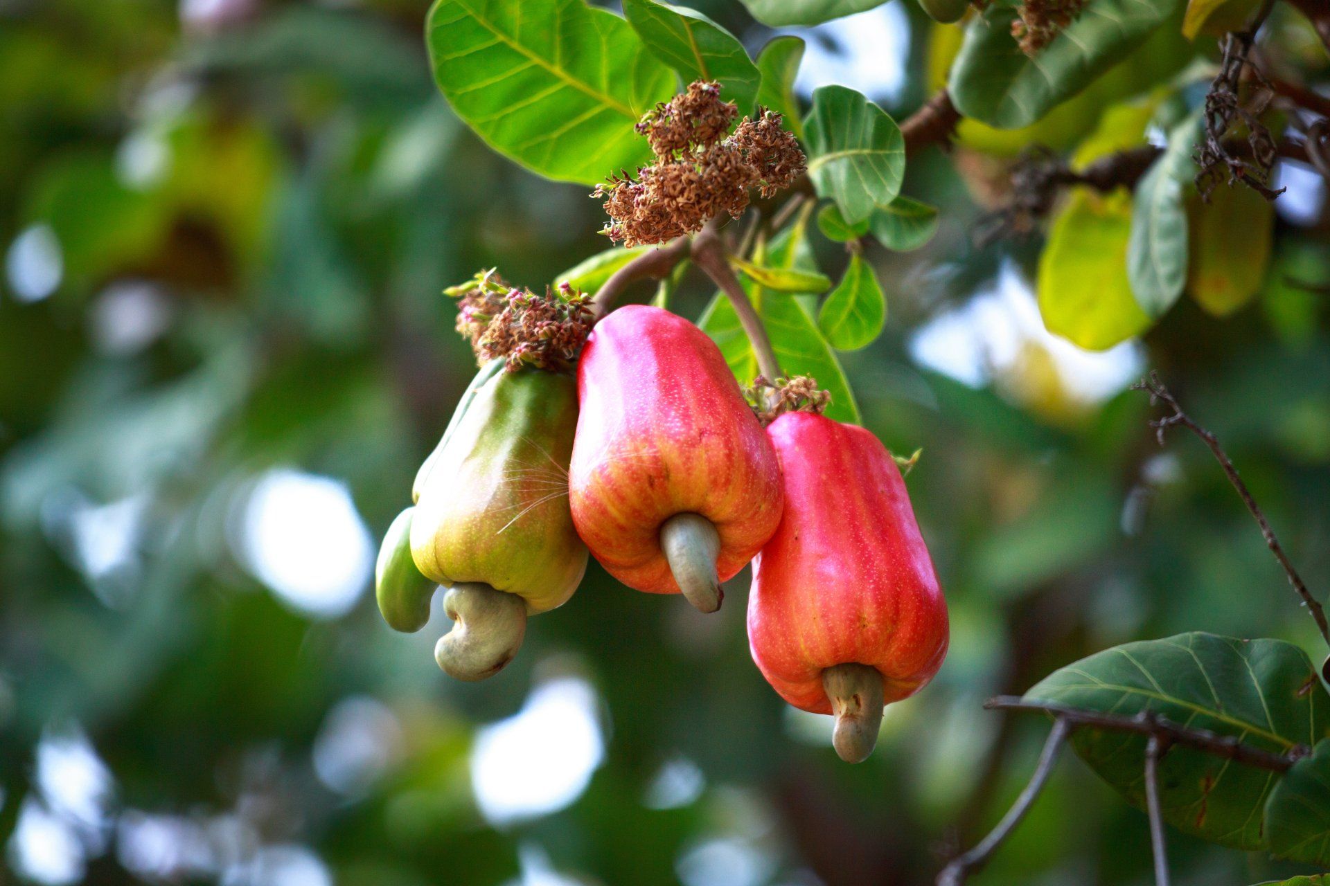 Cashew fruits hanging from a tree, with the cashew nut attached to the bottom. They are red and green.