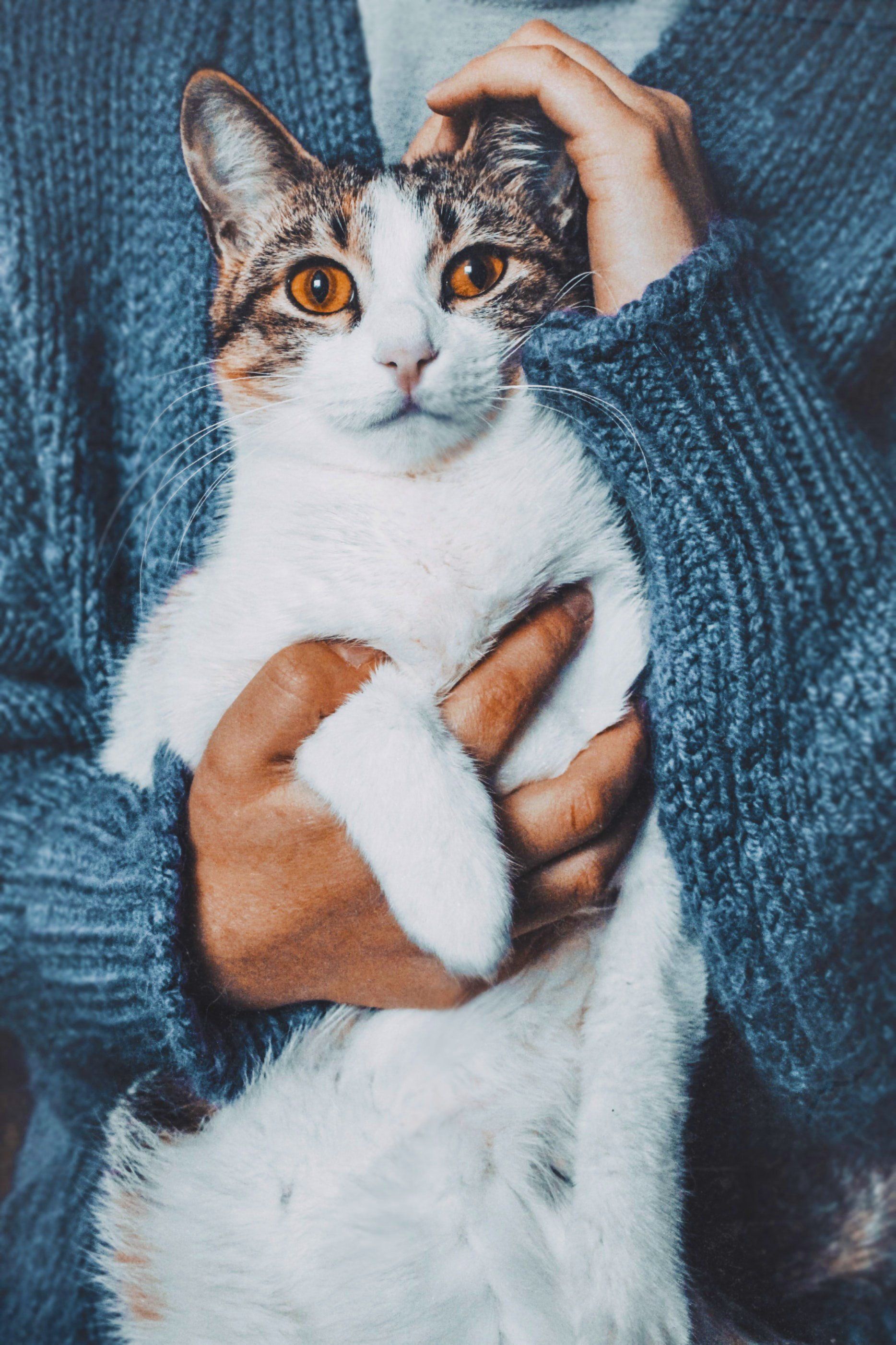 Cat being held, looking at camera with soft orange eyes. The cat is white with brown patches, in a blue sweater.
