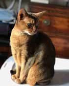 An Abyssinian cat with brown fur sits upright, gazing down in a sunny room.