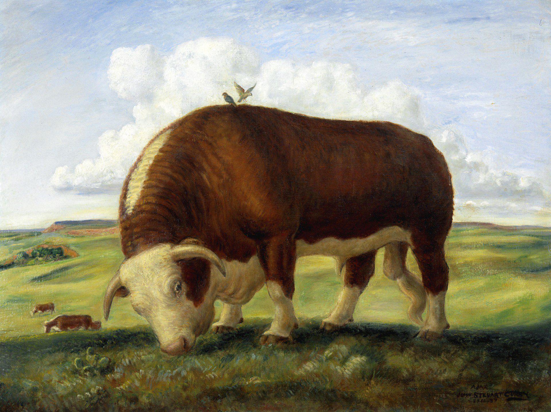 A brown and white bull grazes in a grassy field, with a small bird perched on its back under a cloudy sky.