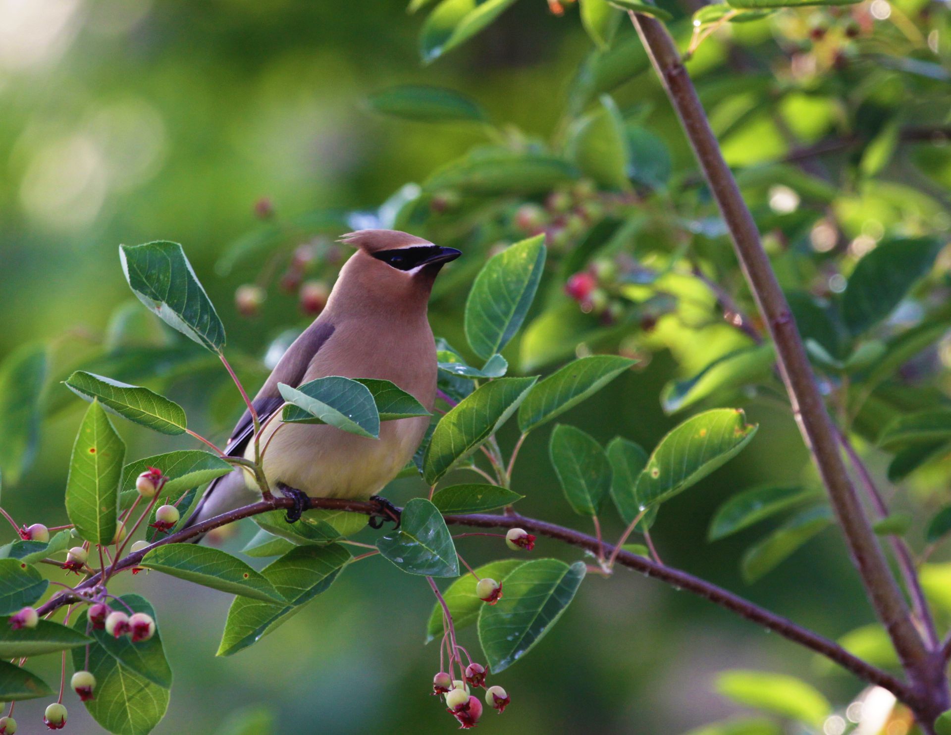 Bird with a tan body and a black mask perched on a branch with berries. Green leaves and a blurry green background.