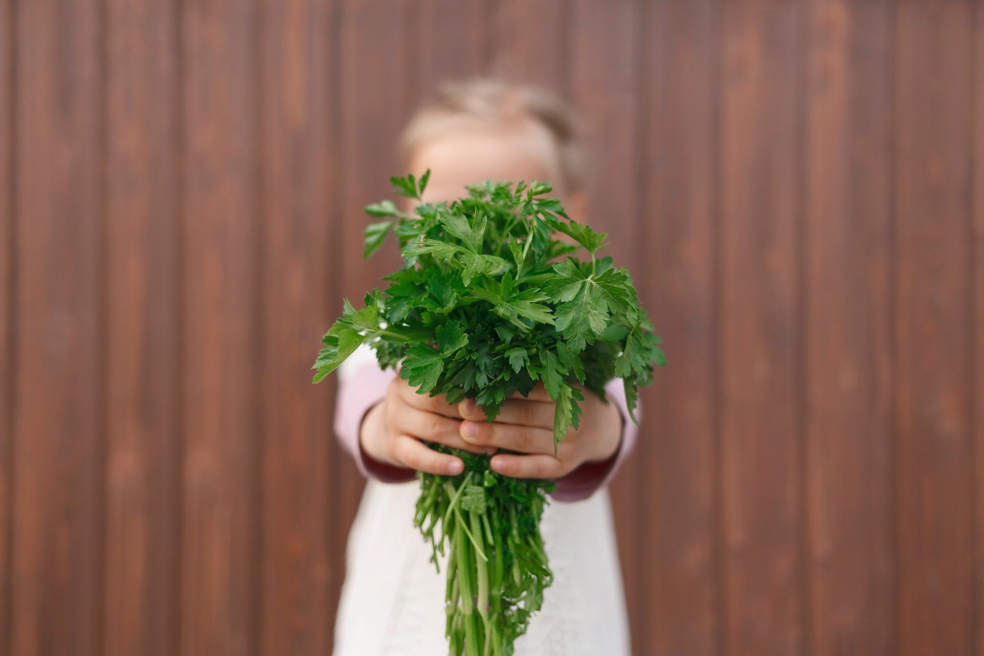 Child holding a bunch of fresh parsley against a brown wooden background.