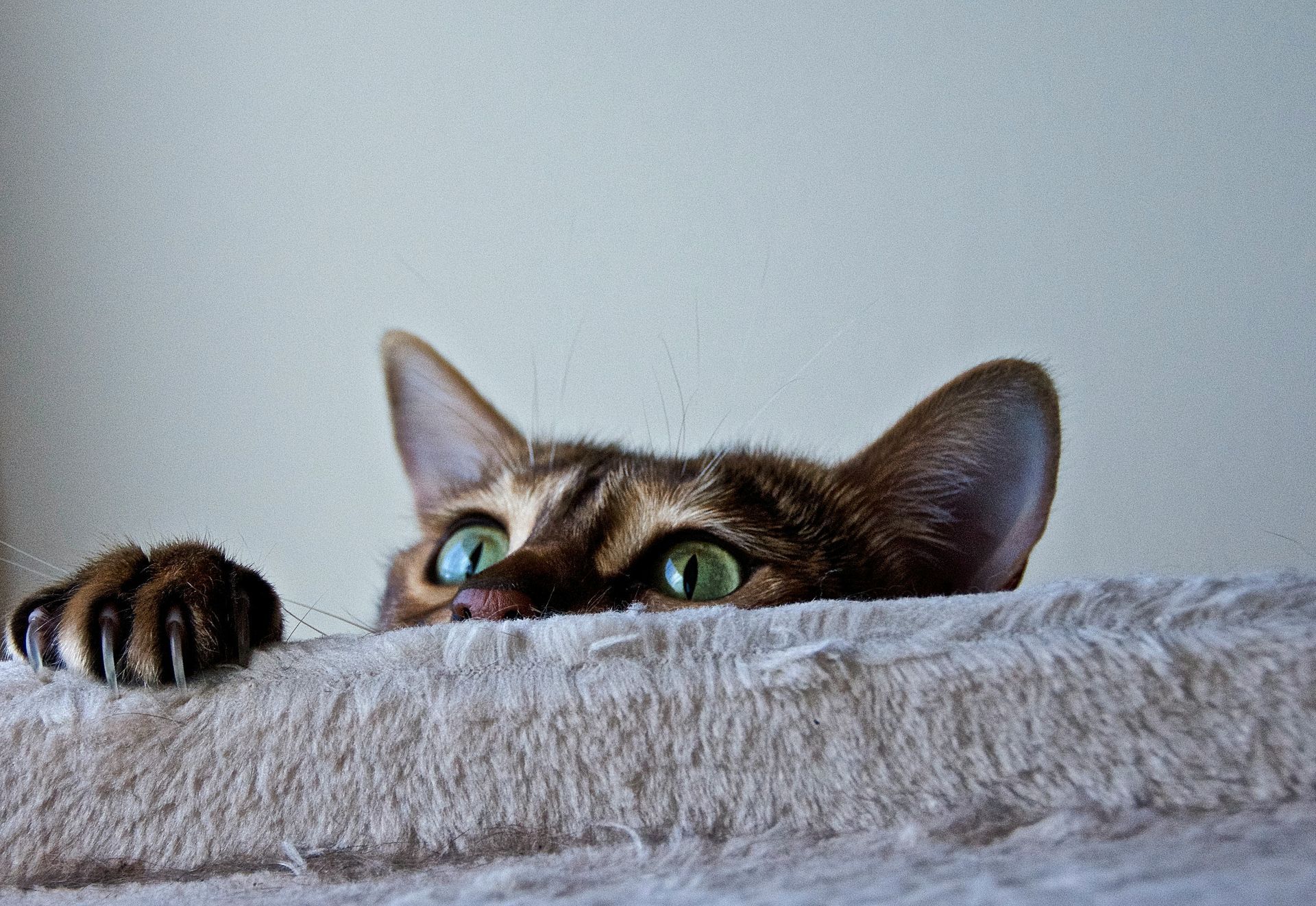 Brown tabby cat peeking over a tan surface, with green eyes, and a paw outstretched.
