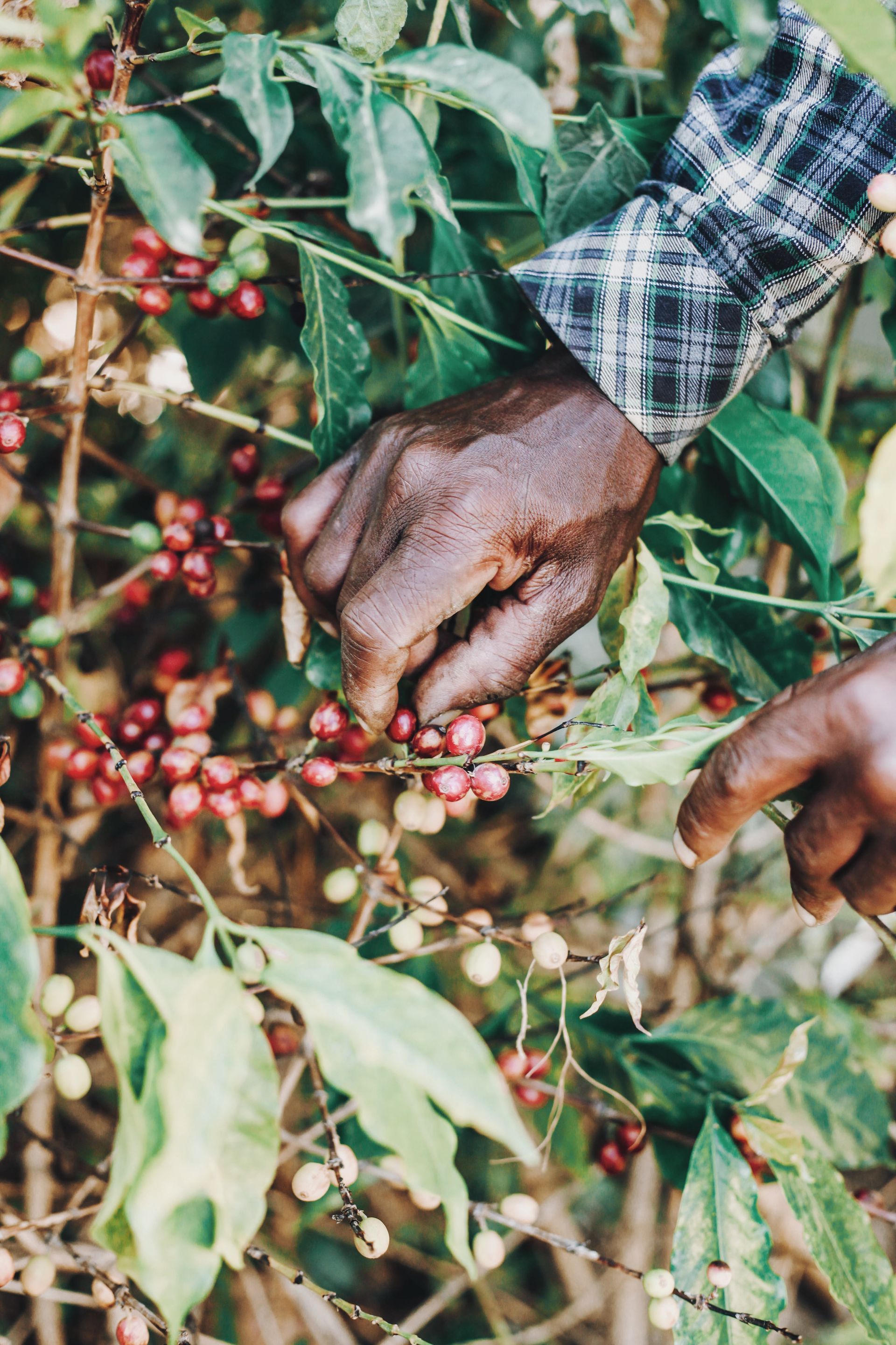 Person's hands picking ripe, red coffee cherries from a coffee plant bush. The person wears a plaid sleeve.