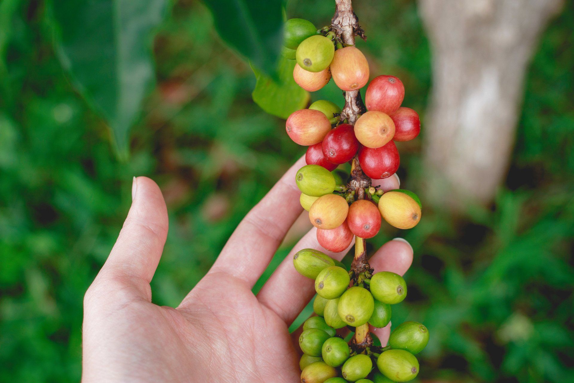 Hand holding a branch of coffee cherries in various stages of ripening, from green to red, against a blurred green background.