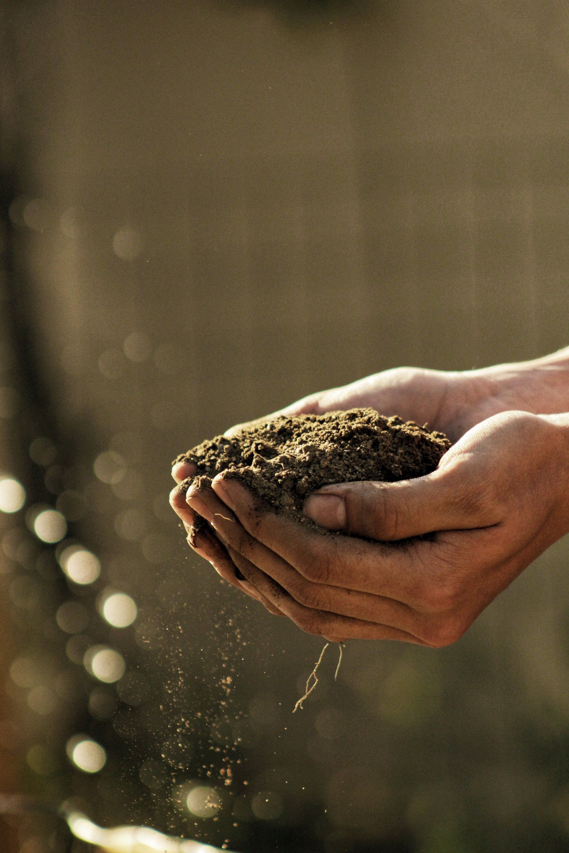Hands cupped, holding soil, with small particles falling. Earth tones with soft focus background.