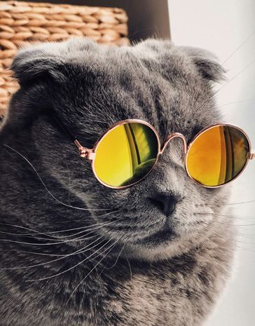 Gray Scottish Fold cat wearing round yellow-tinted sunglasses. The cat is looking forward with a relaxed expression.