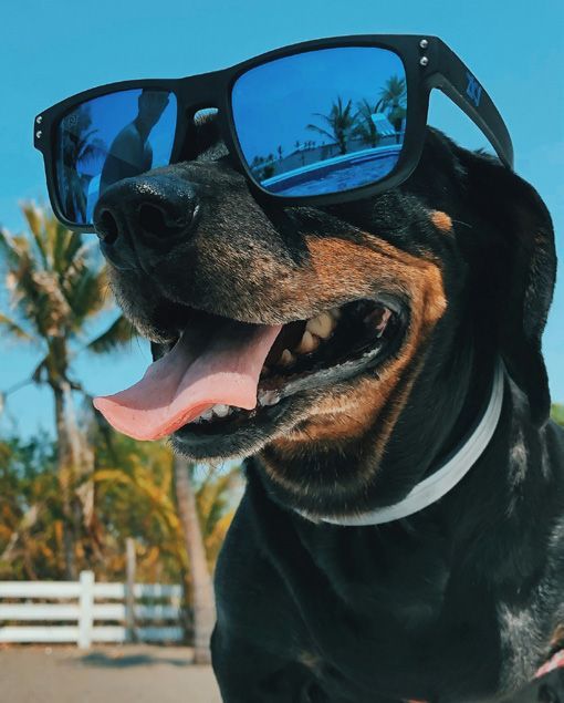Cool dog with sunglasses and tongue out, enjoying a sunny day near a pool.