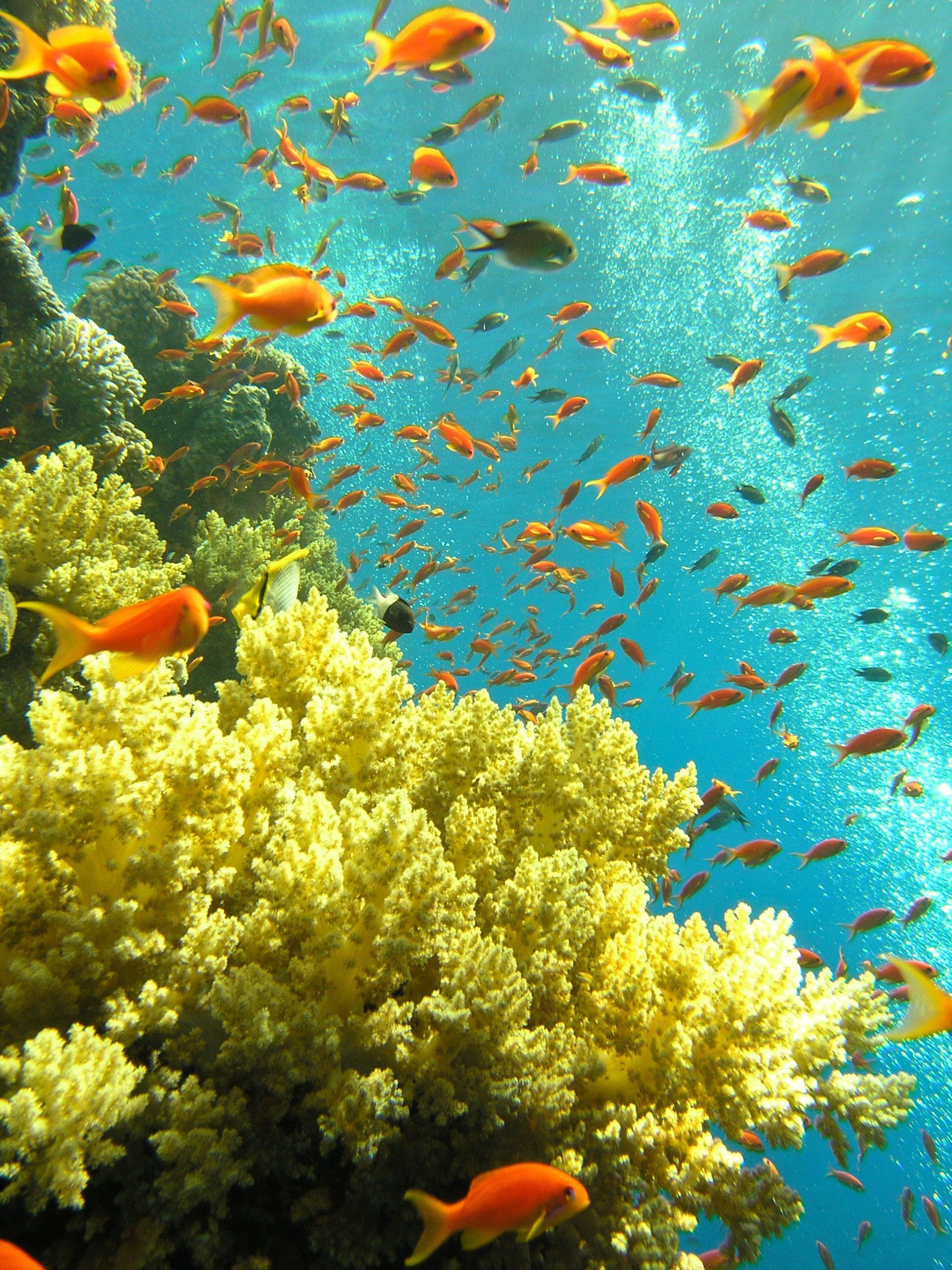 Bright orange fish swim around yellow coral underwater.