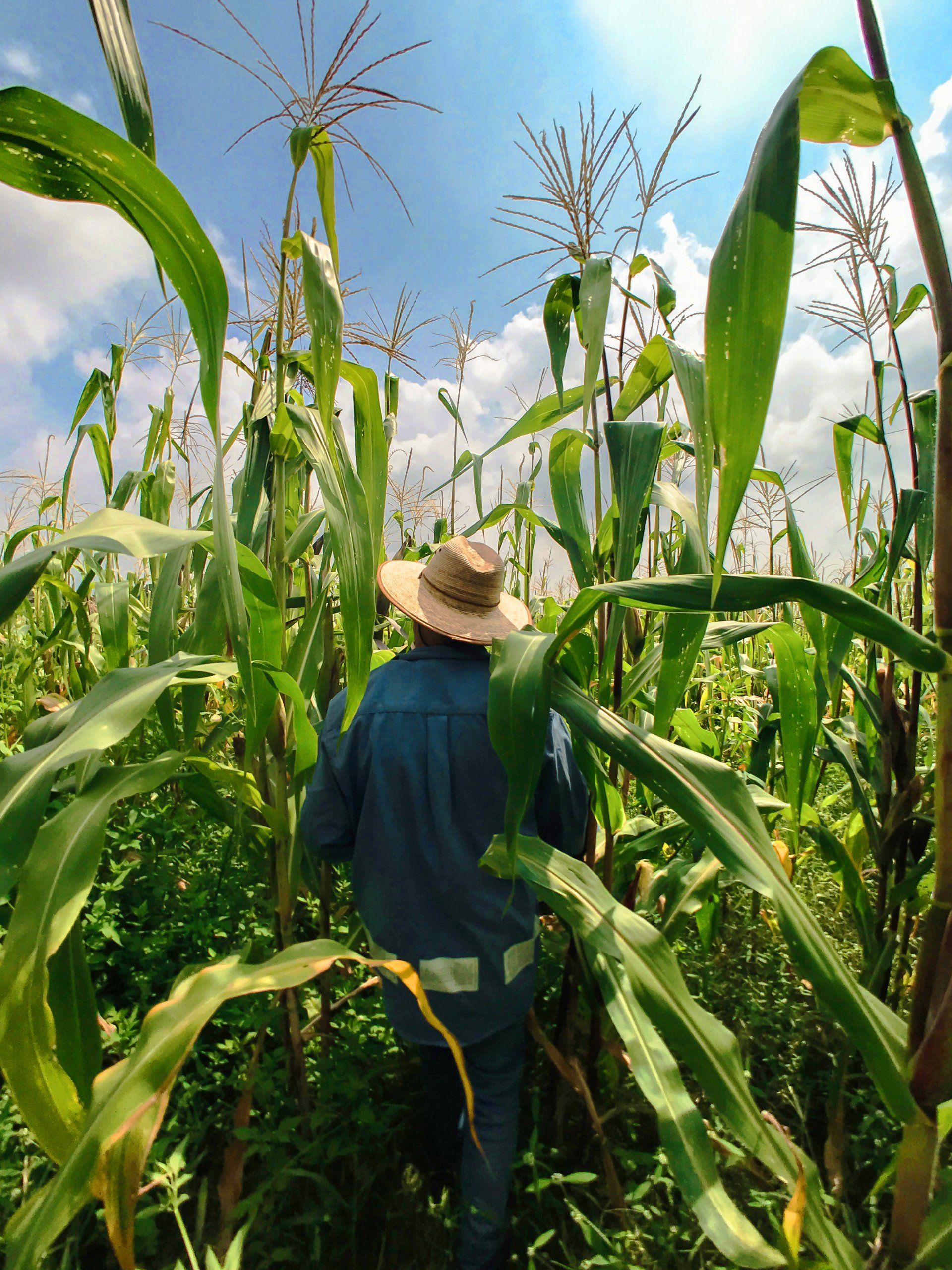 A person wearing a straw hat and blue work clothes walks through a field of tall corn stalks under a blue sky.