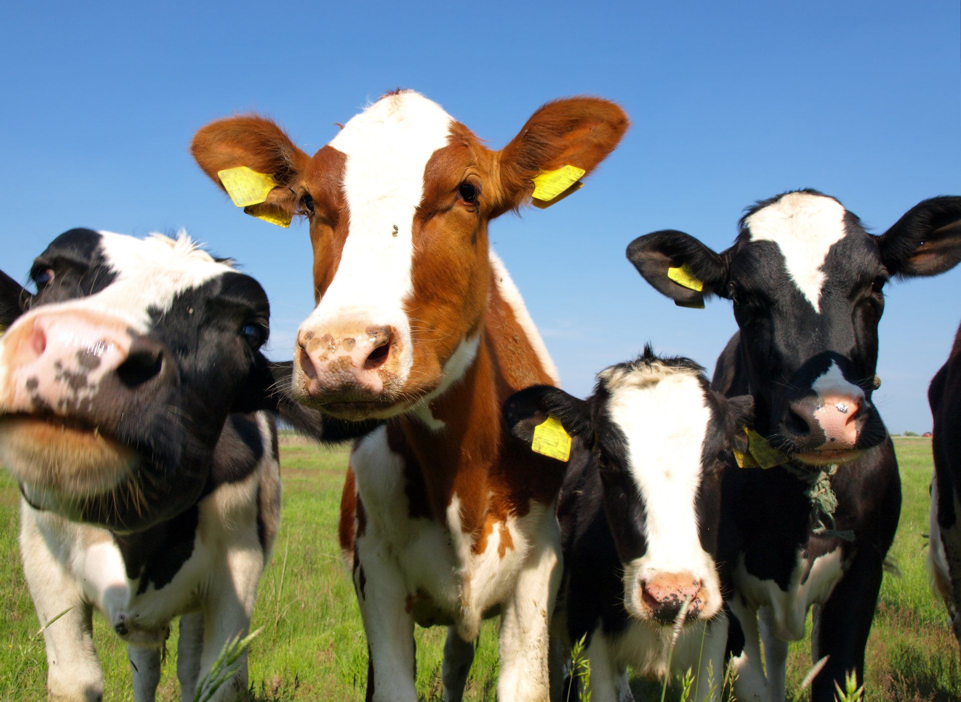 Cows in a grassy field, looking toward the camera. The herd includes black and white and brown and white animals.