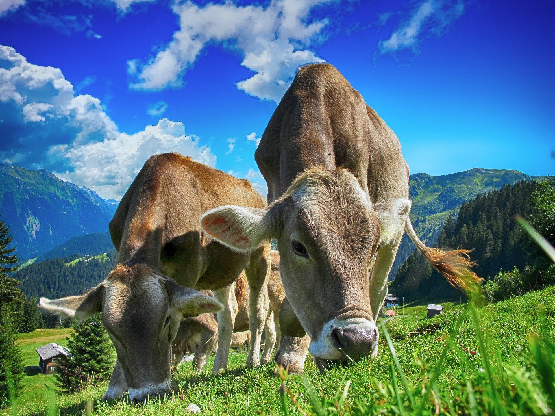 Two brown cows grazing in a grassy meadow with mountains and a blue sky with clouds in the background.