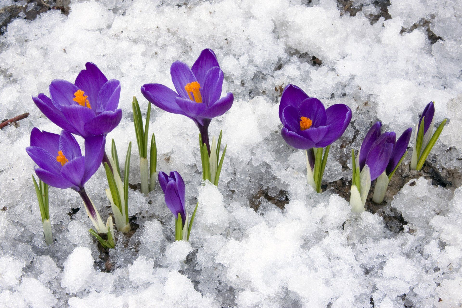 Purple crocus flowers blooming in patches of melting snow.