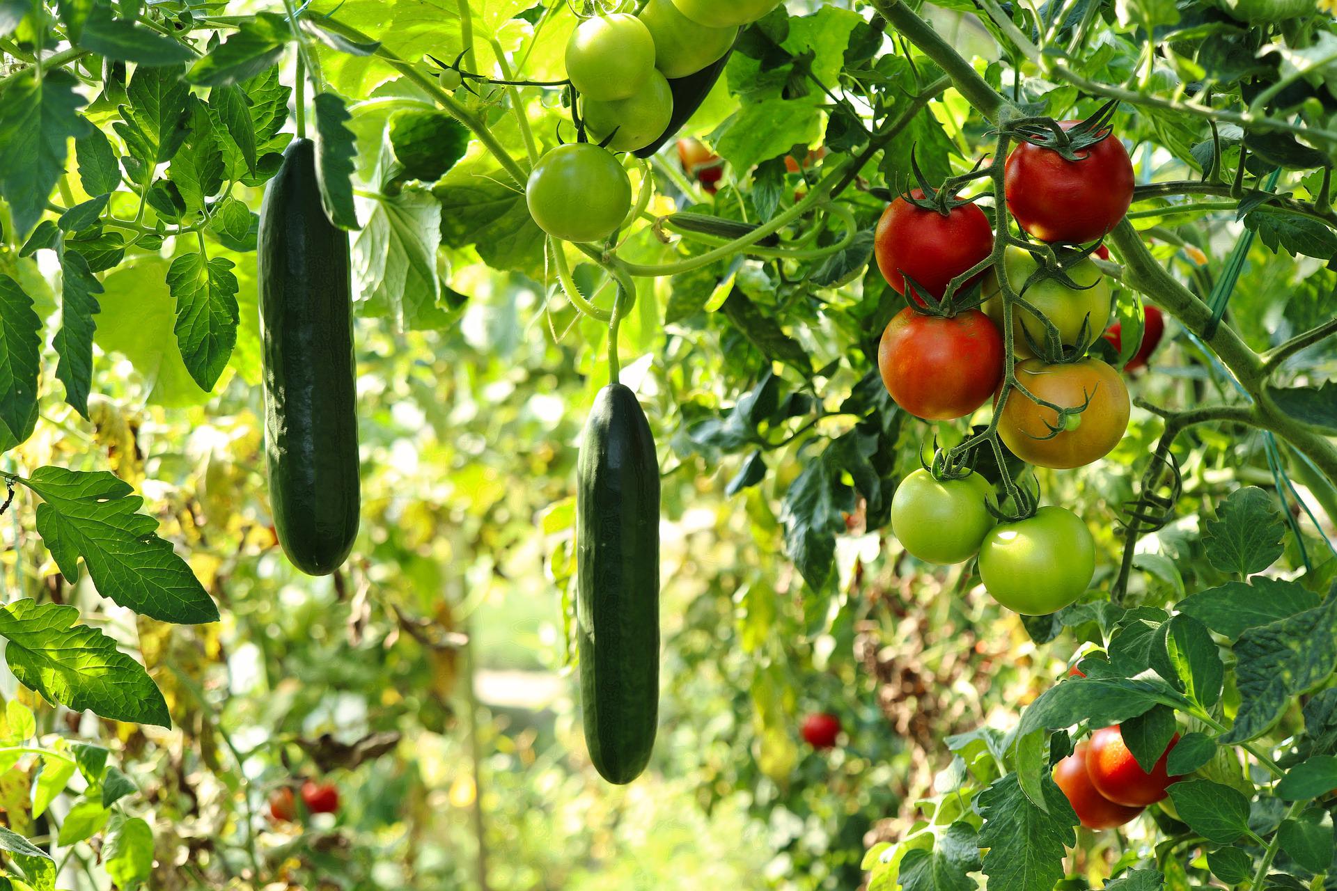 Cucumbers and tomatoes growing on vines in a garden, with green and red fruits.