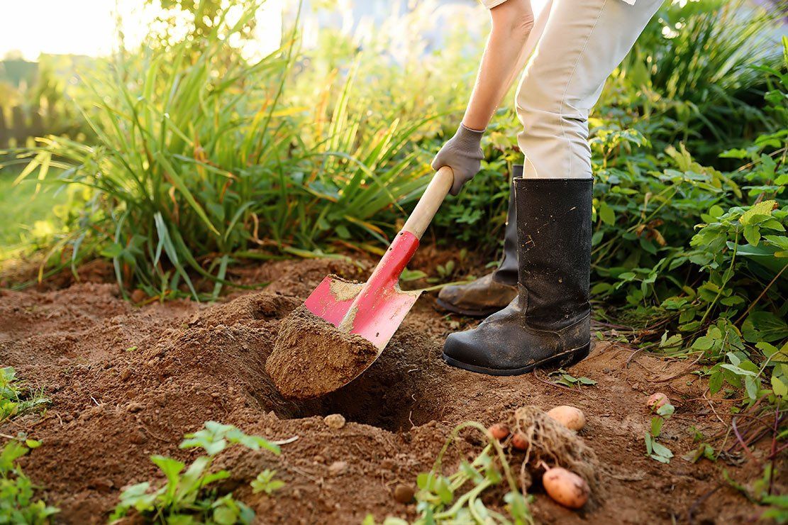 Person in boots digging in a garden with a red shovel; freshly dug soil and some potatoes visible.