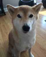 Shiba Inu dog with tan and white fur, sitting and looking forward with alert expression.