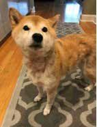 Shiba Inu dog with tan and white fur stands on a gray patterned rug, looking at the camera.