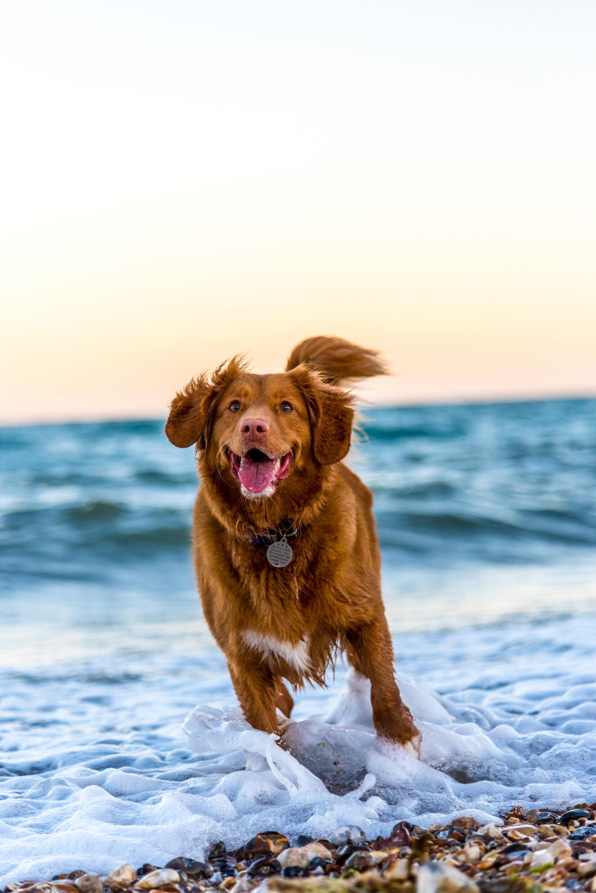 Golden-brown dog happily runs through ocean waves toward the viewer; setting sun and blurred ocean in background.