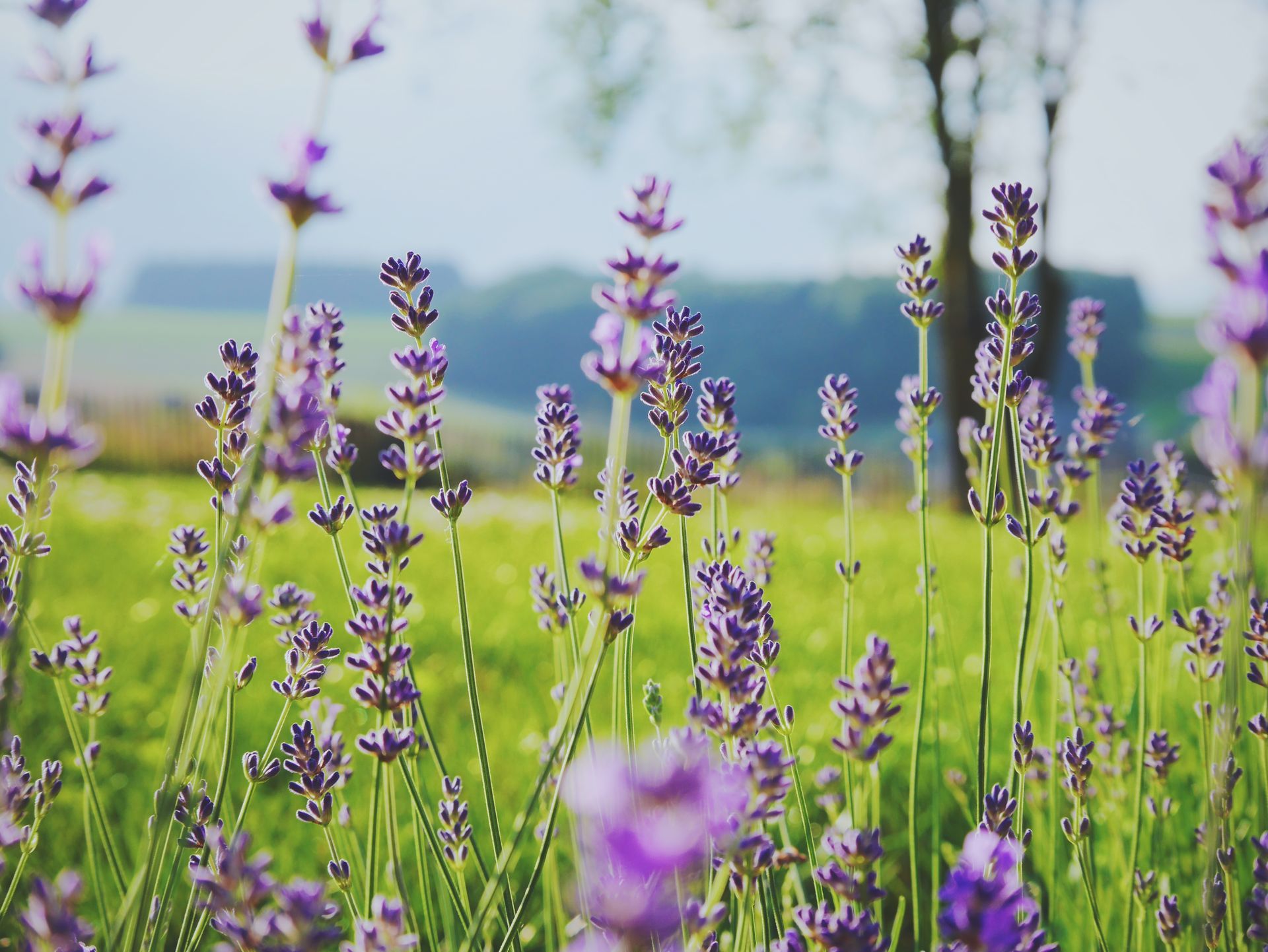 Lavender field with vibrant purple flowers in focus, green grass, and a blurry background of trees and hills.