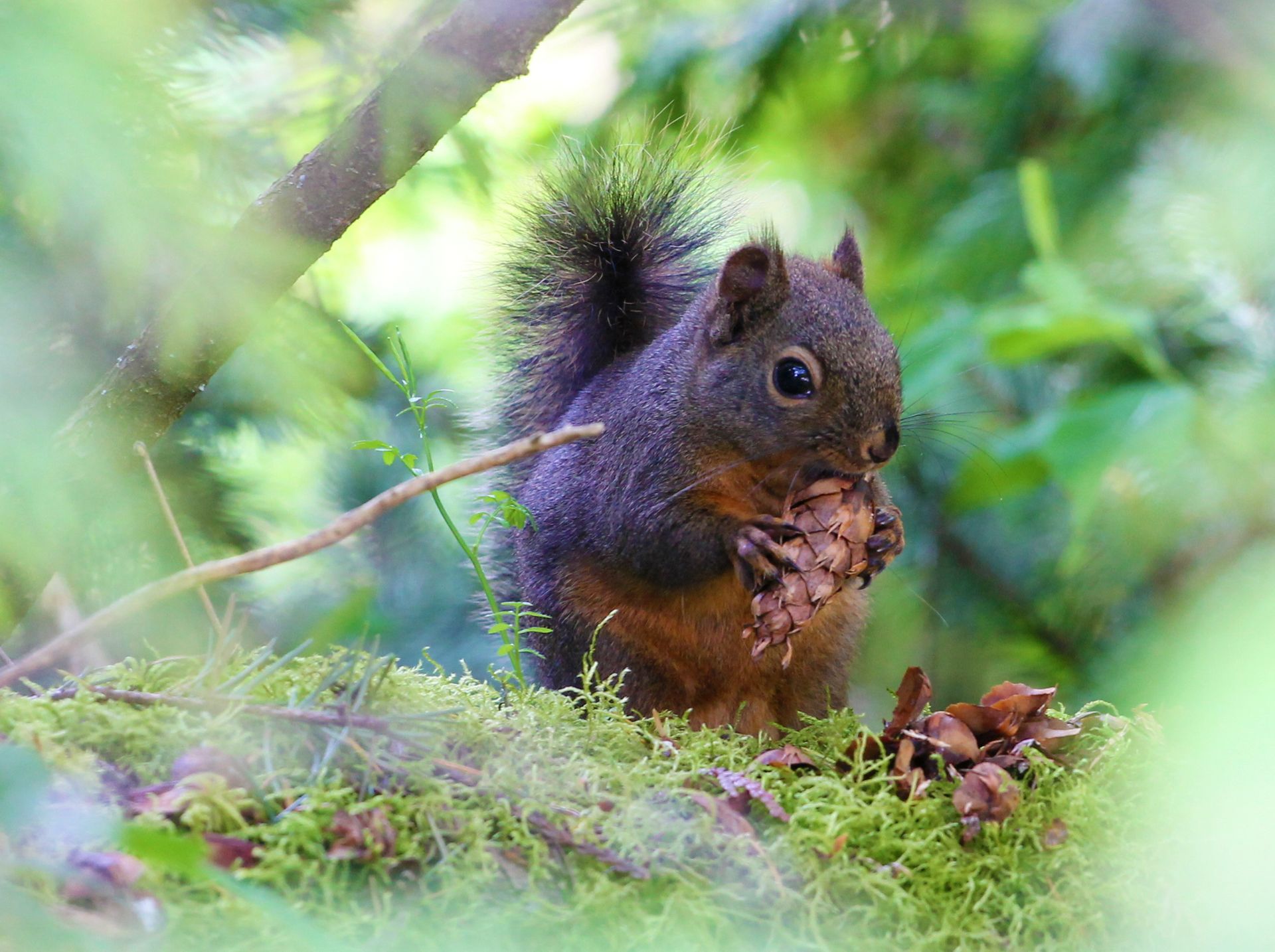 Squirrel eating a pine cone, perched on moss-covered branch, surrounded by green foliage.