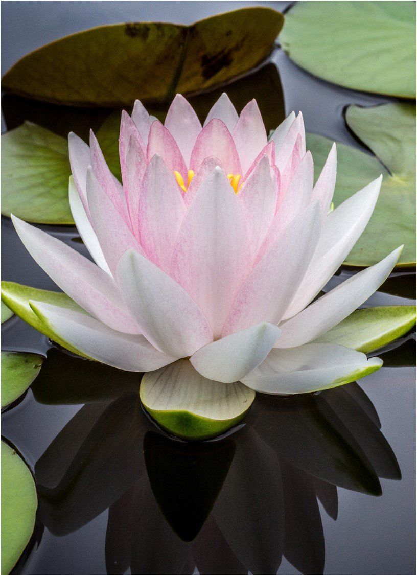 Pink and white water lily blooming on a dark pond, with green lily pads in the background.