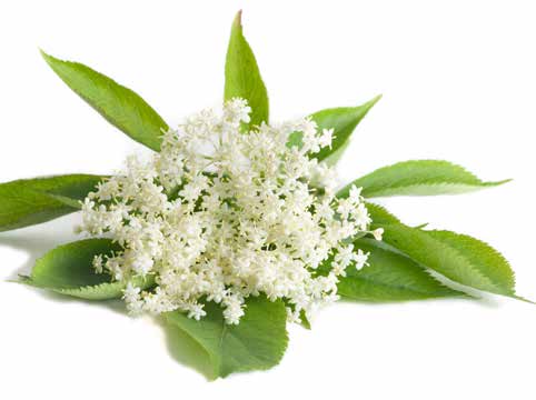 Cluster of white elderflower blossoms surrounded by green leaves, isolated on white.