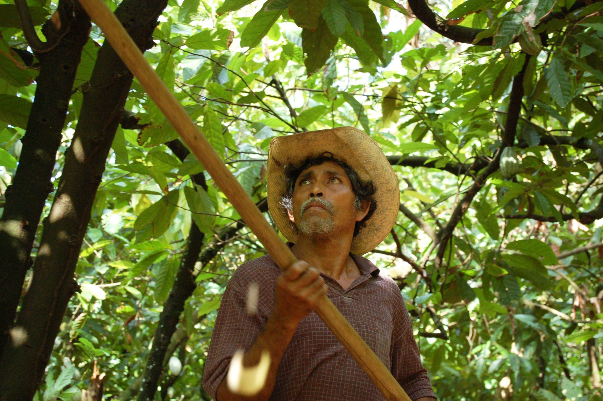 A man wearing a straw hat and holding a long pole looks upward among lush green foliage.