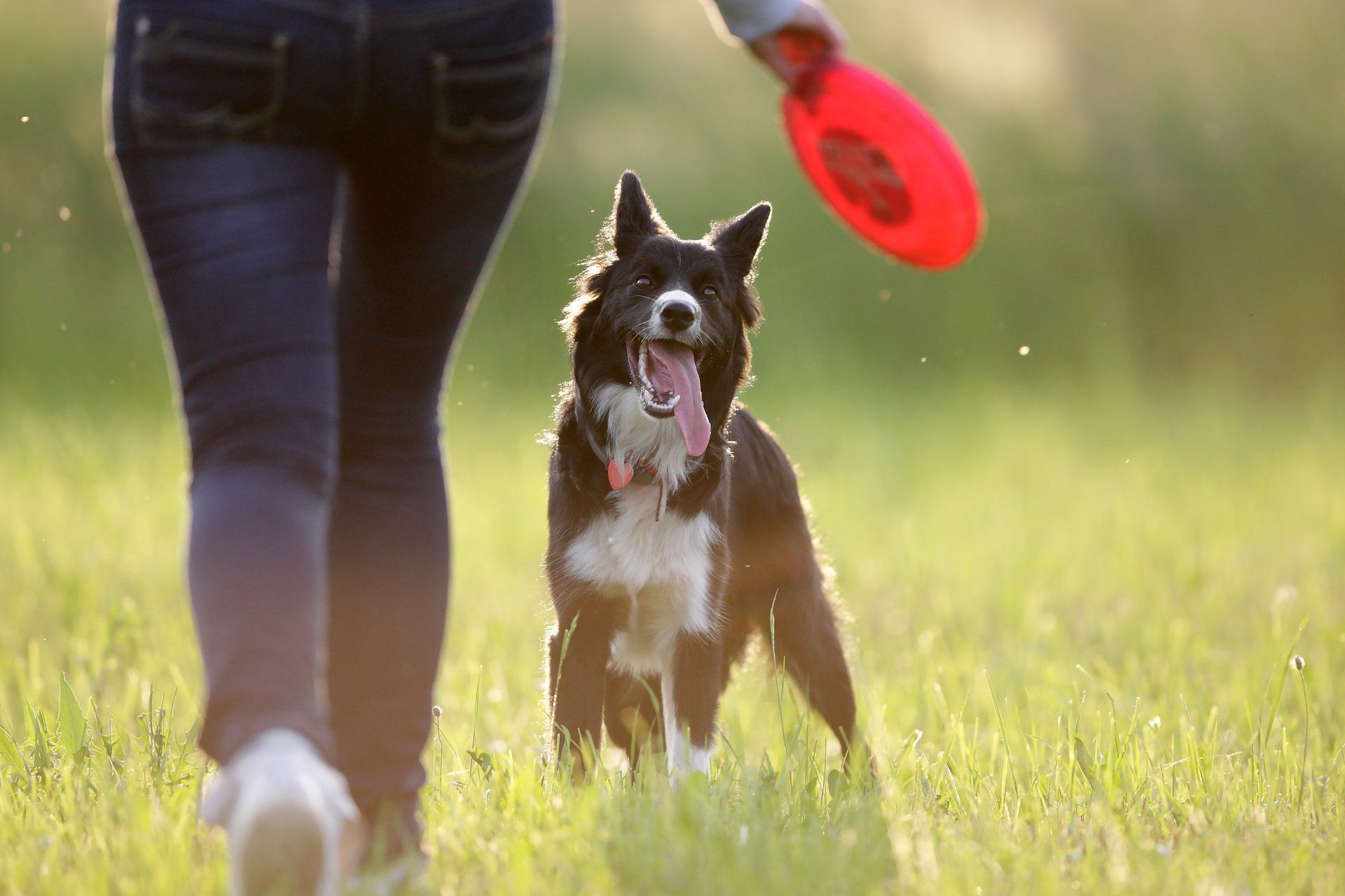A black and white dog eagerly awaits a red frisbee in a grassy field as a person walks away.