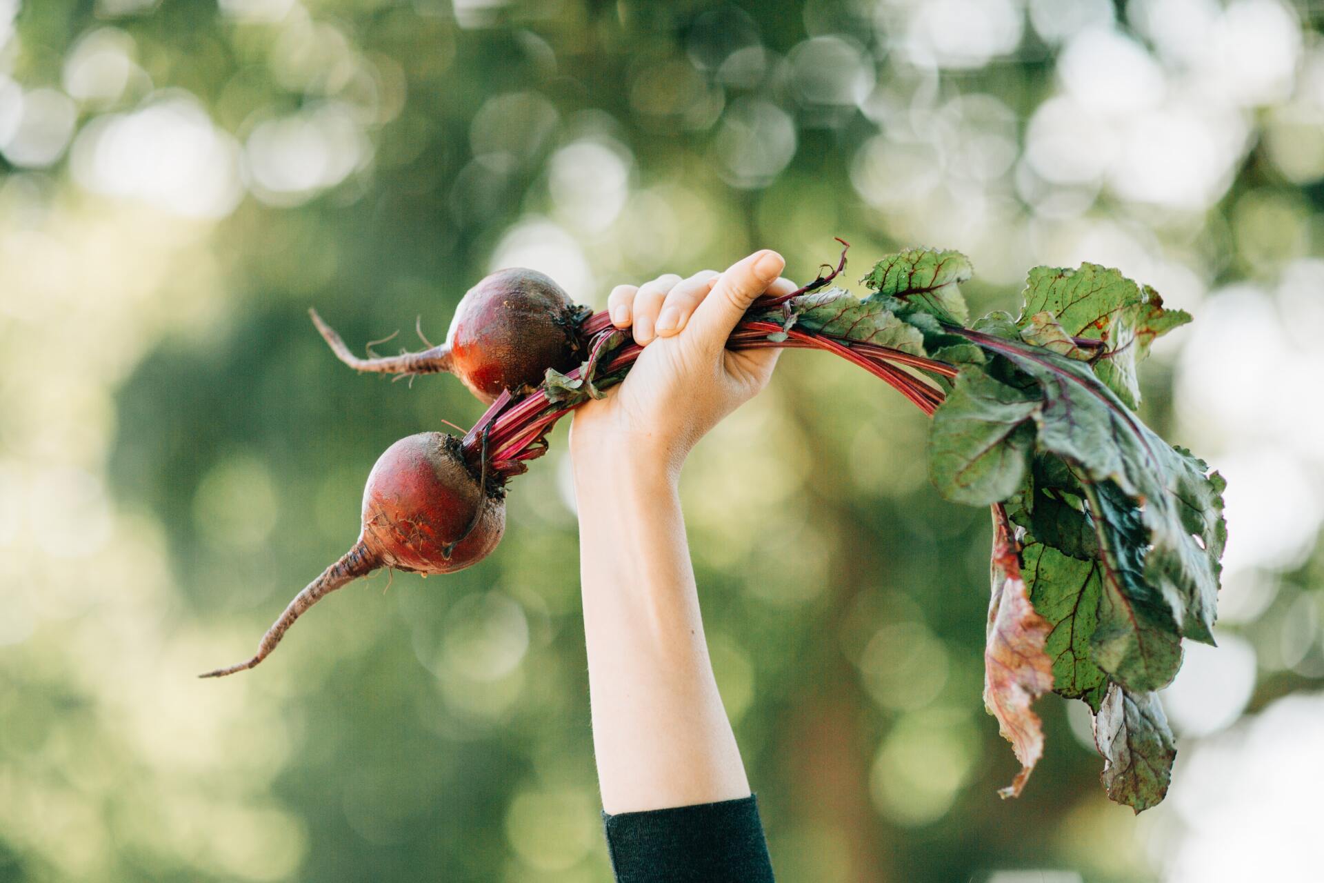 Hand holding freshly harvested beets with green leaves against a blurred, natural background.