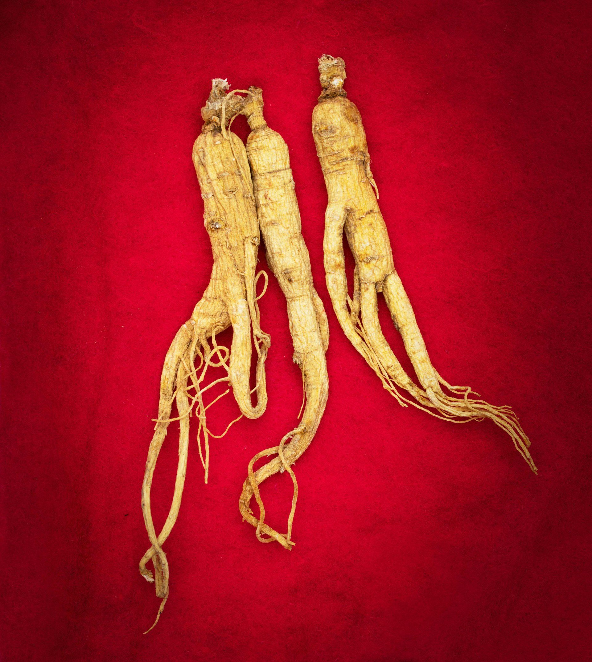 Three ginseng roots on a red background, each with a main body and several thin roots. They are tan in color.