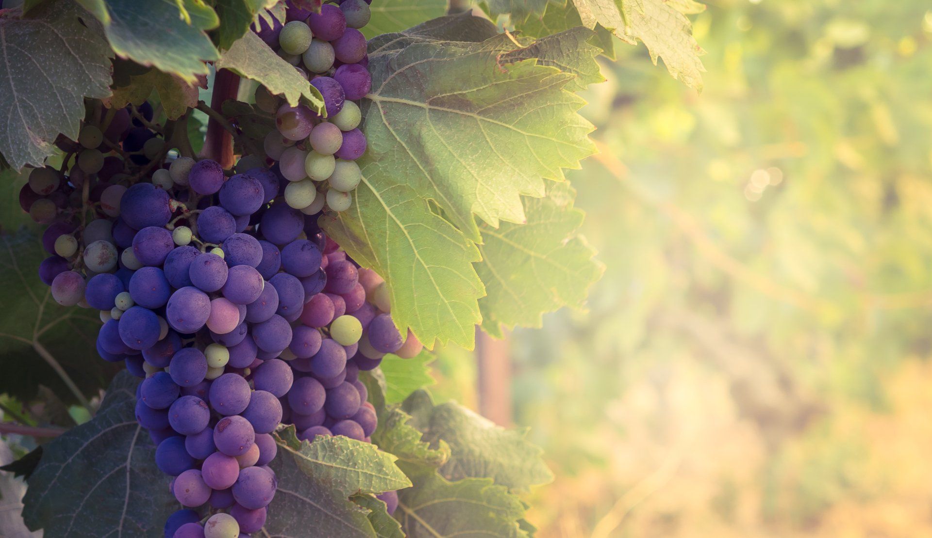 Close-up of dark purple grapes on a vine with green leaves in a vineyard; soft light.