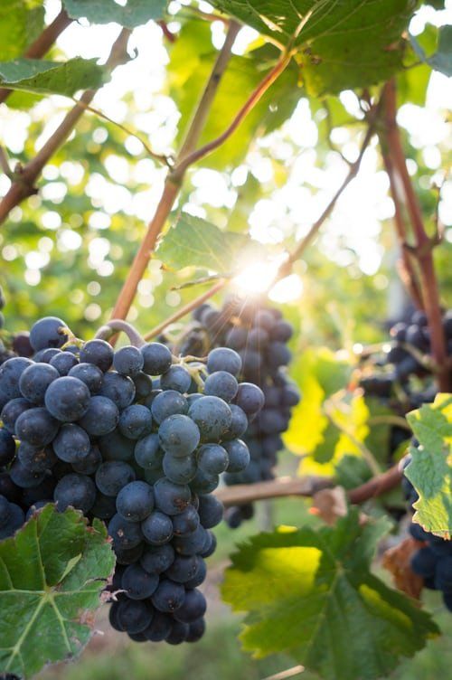 Grapes on the vine, dark purple against bright sunlight, in a vineyard setting.